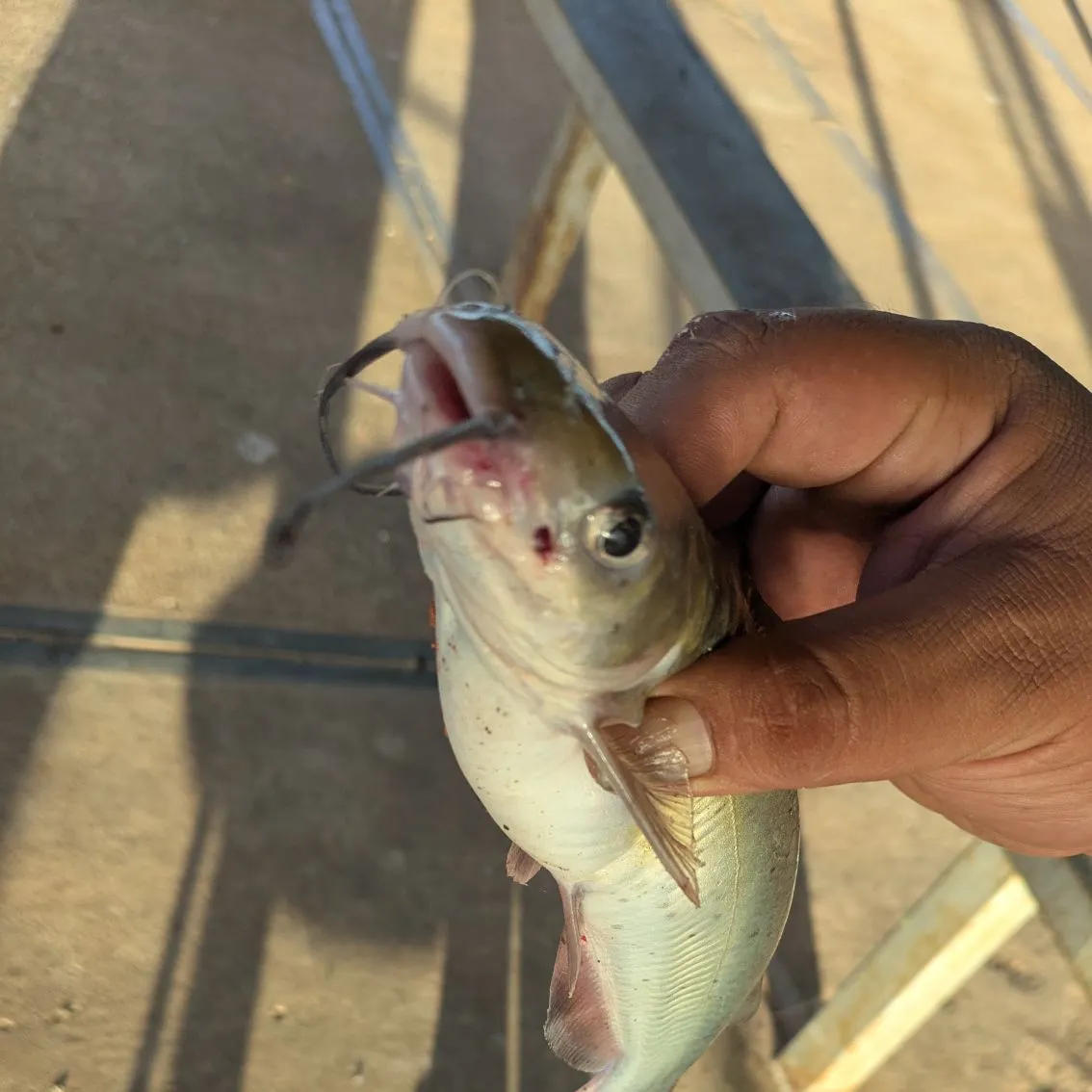 Channel catfish caught on Fishbrain