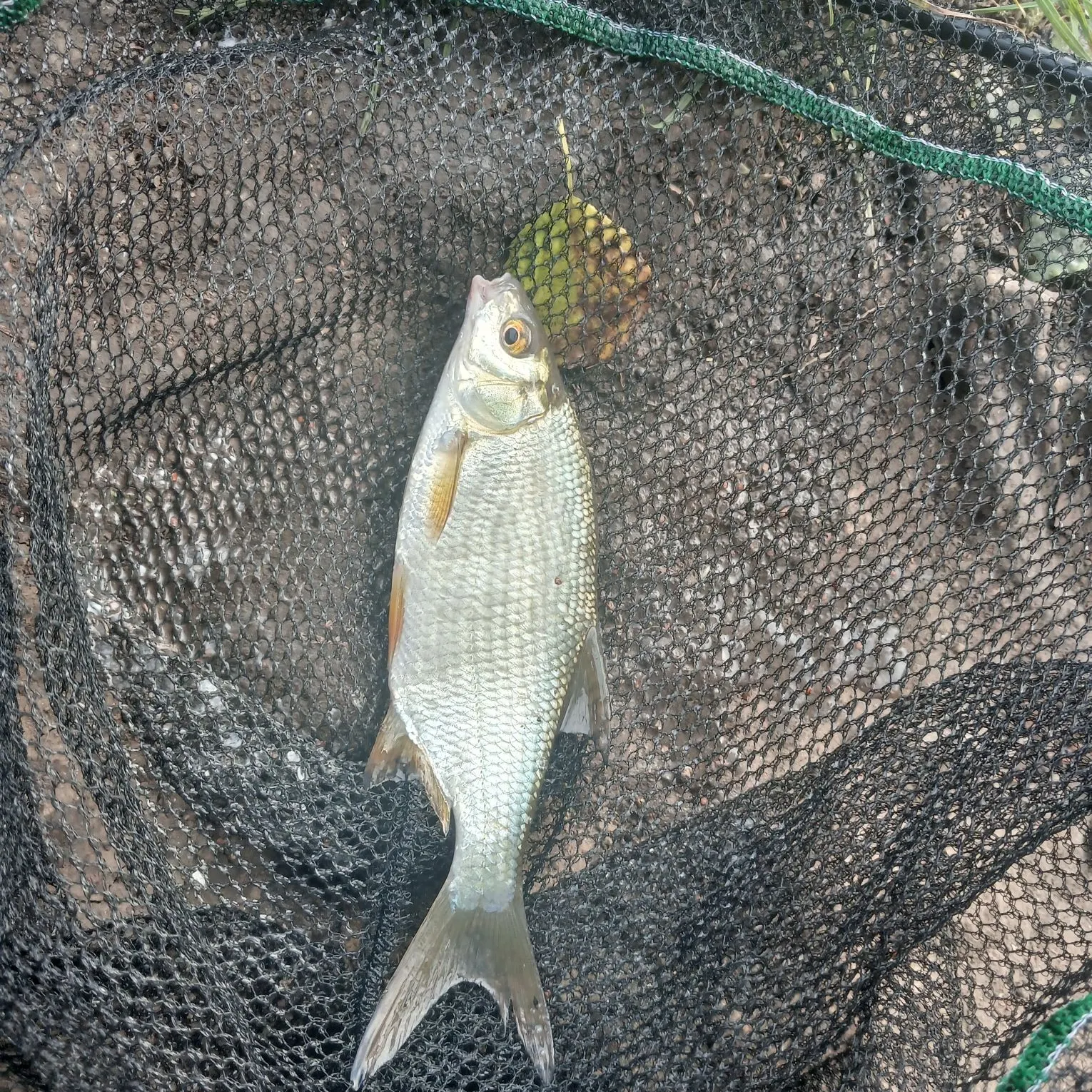 The most recent Common bream catches on Fishbrain