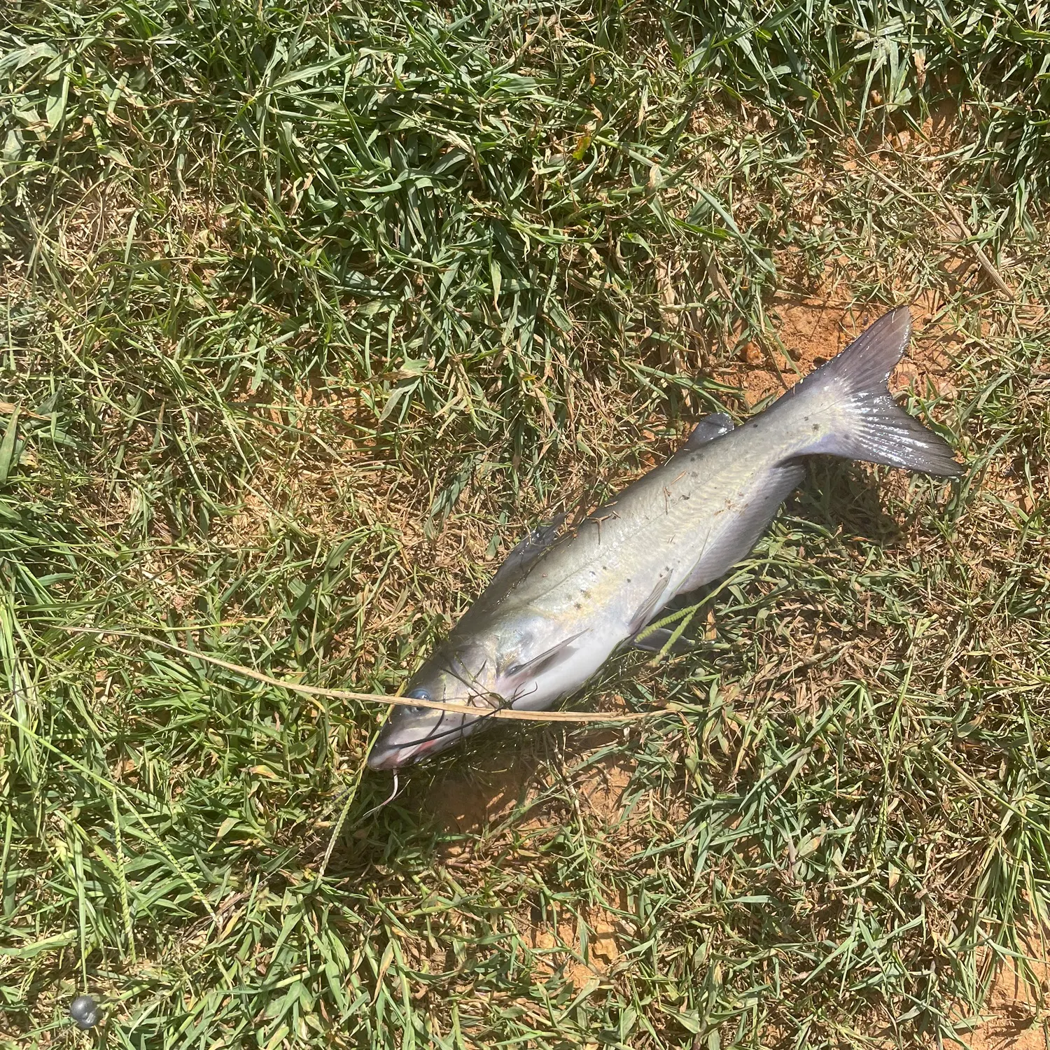 Channel catfish caught on Fishbrain