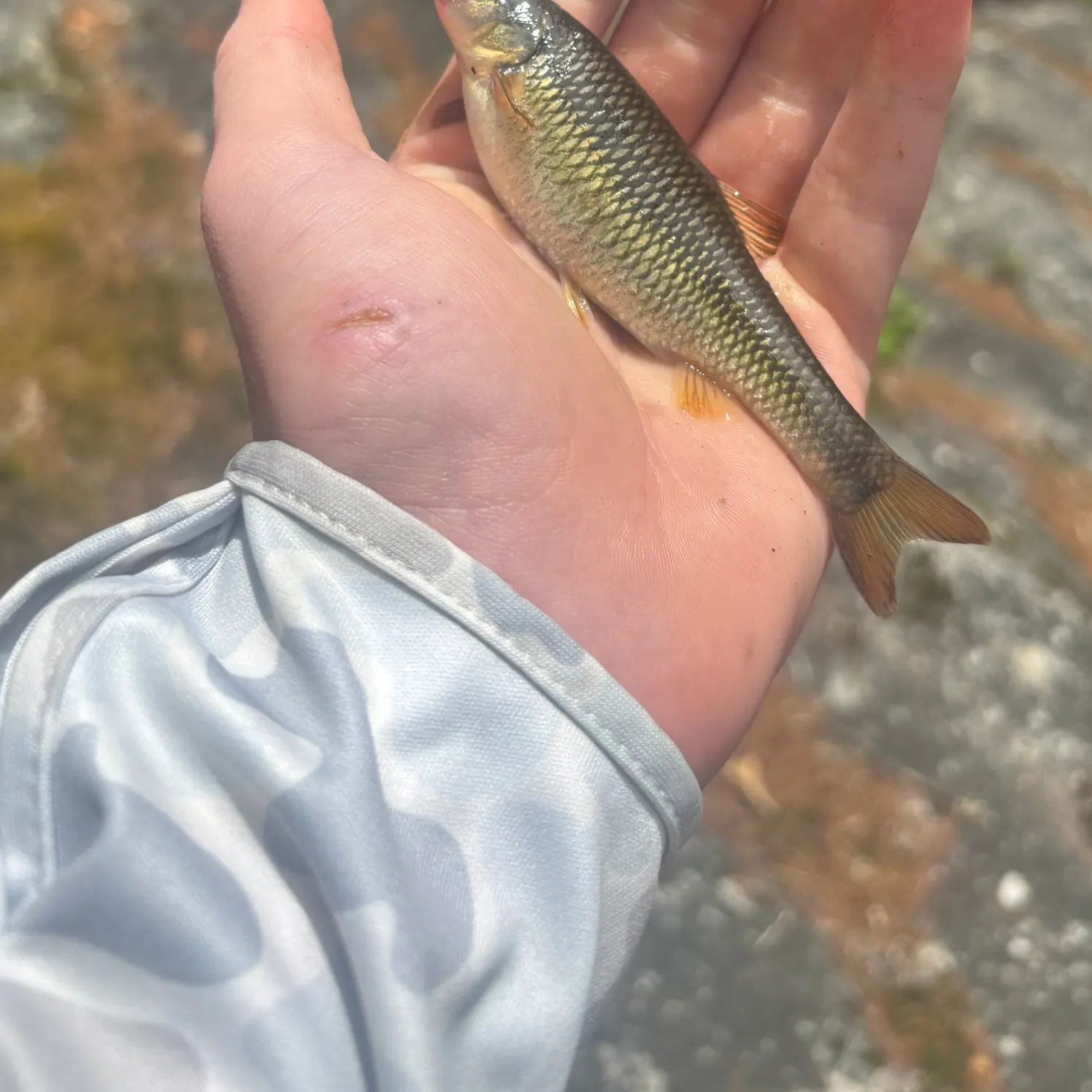 The most recent Bluehead chub catches on Fishbrain