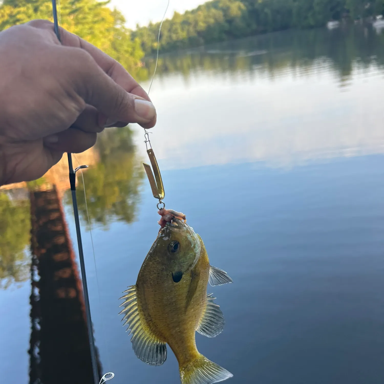 Pumpkinseed caught on Fishbrain