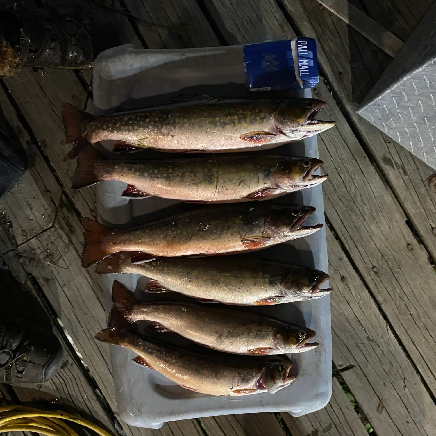 recently logged catches