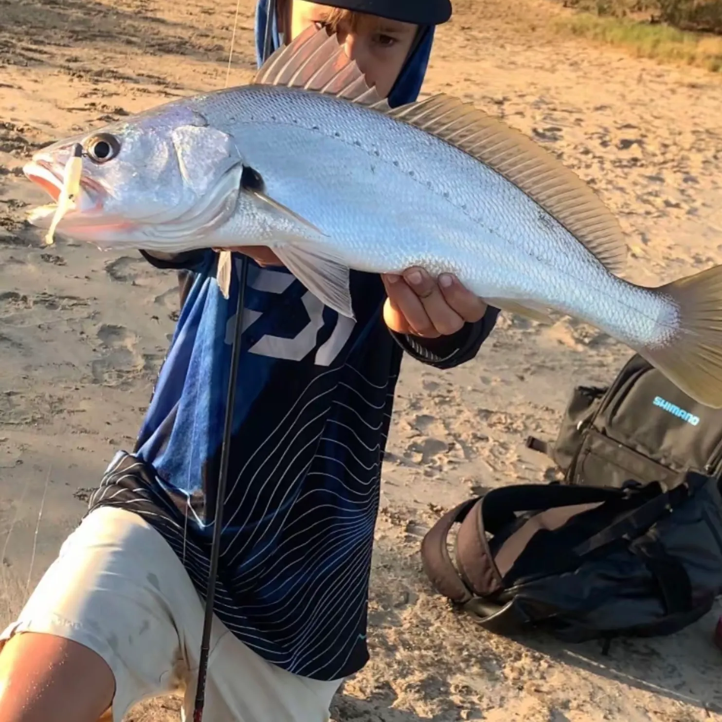 Japanese meagre caught on Fishbrain
