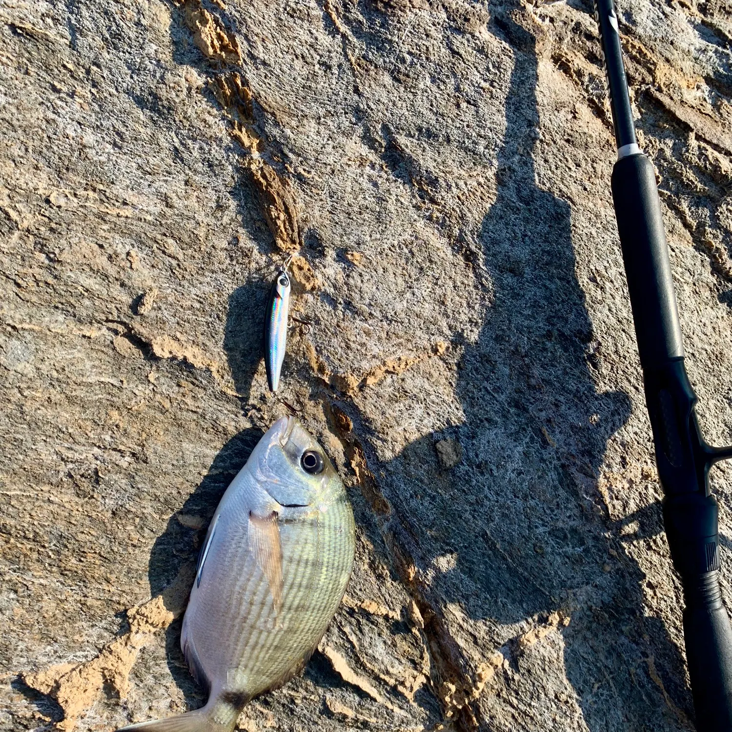 The most recent White seabream catches on Fishbrain