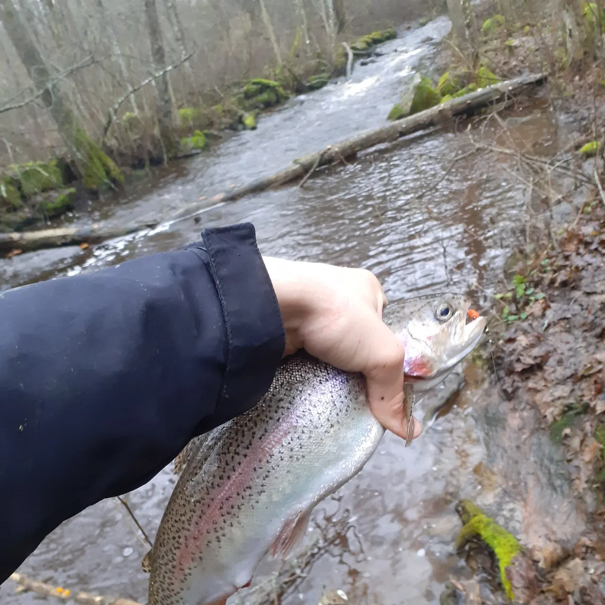 angler catch