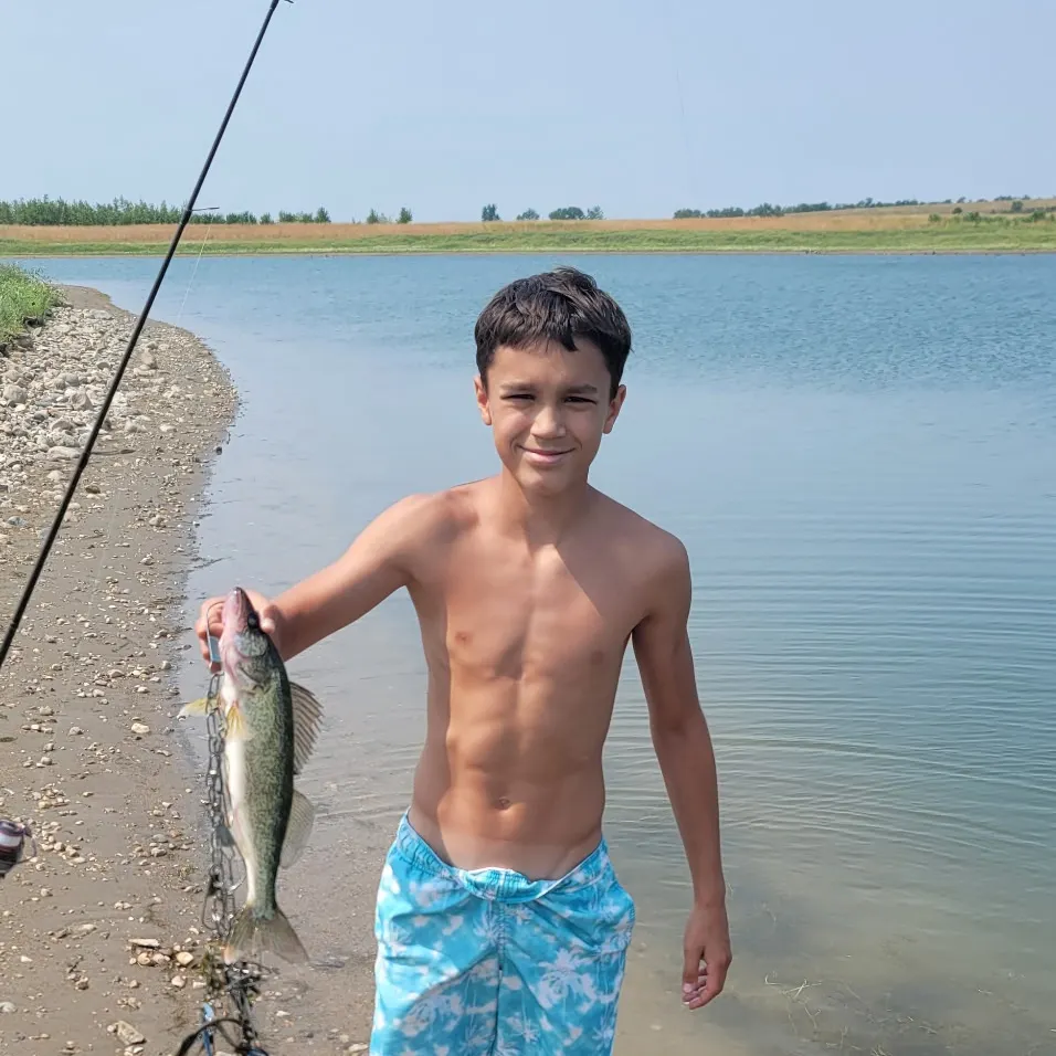 Walleye caught on Fishbrain