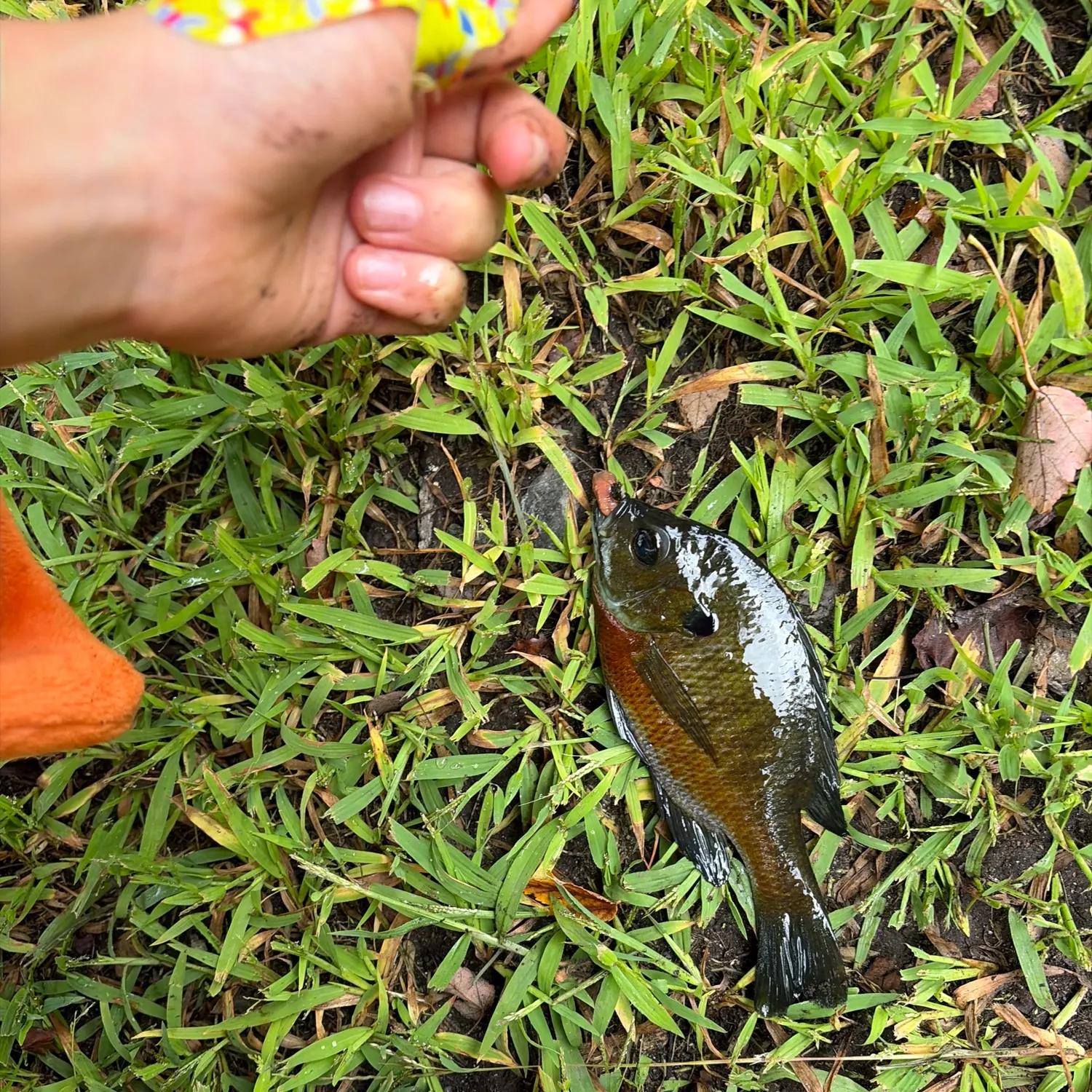 Pumpkingill hybrid caught on Fishbrain
