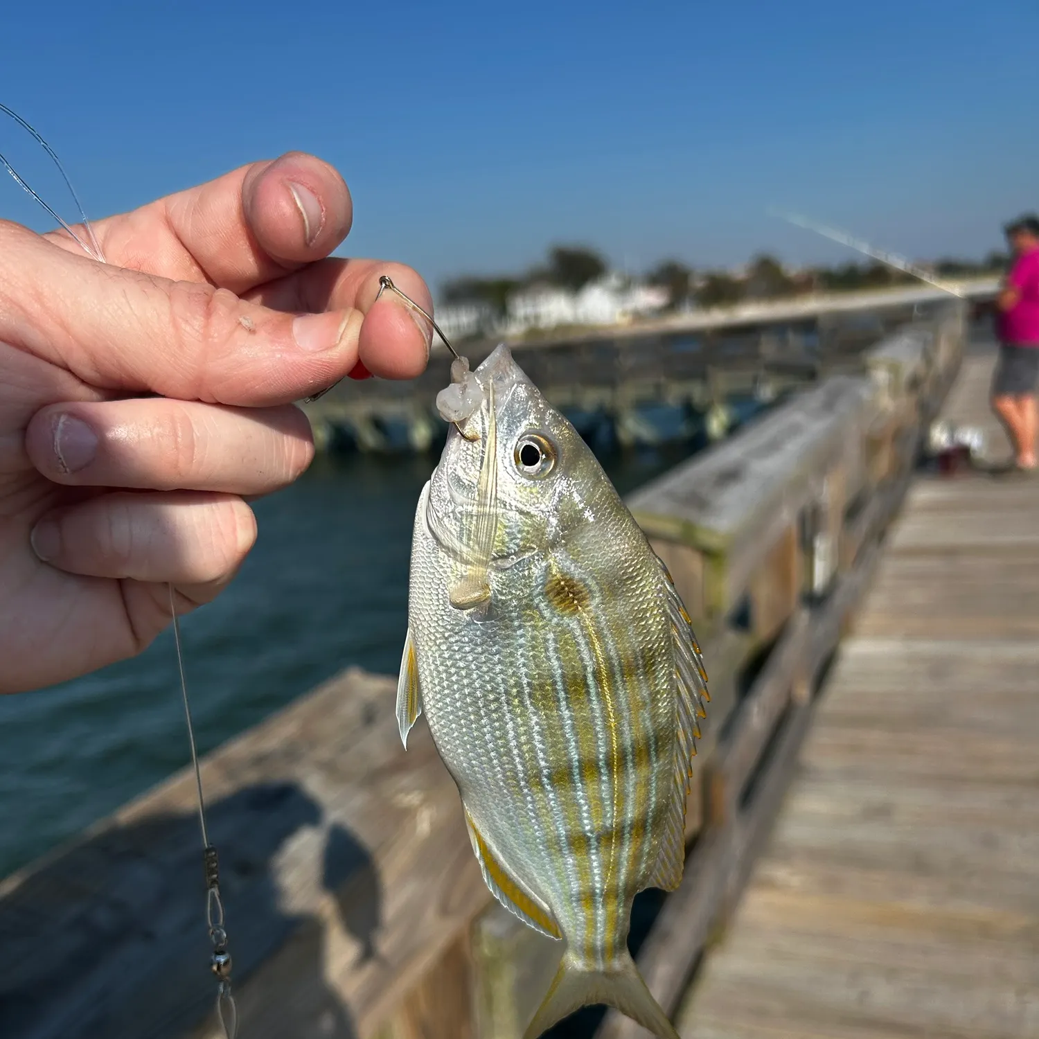 Fish caught on Fishbrain