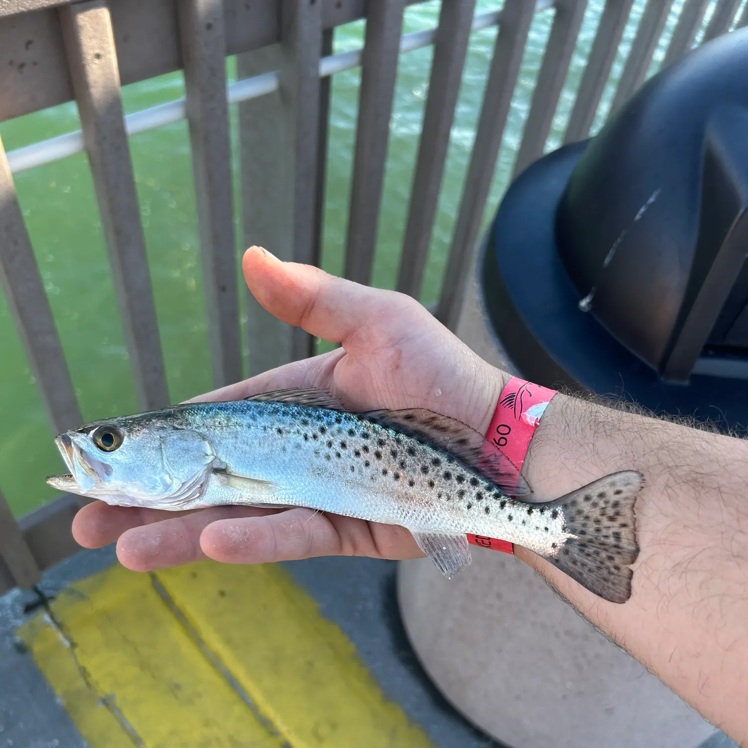 Spotted seatrout caught on Fishbrain