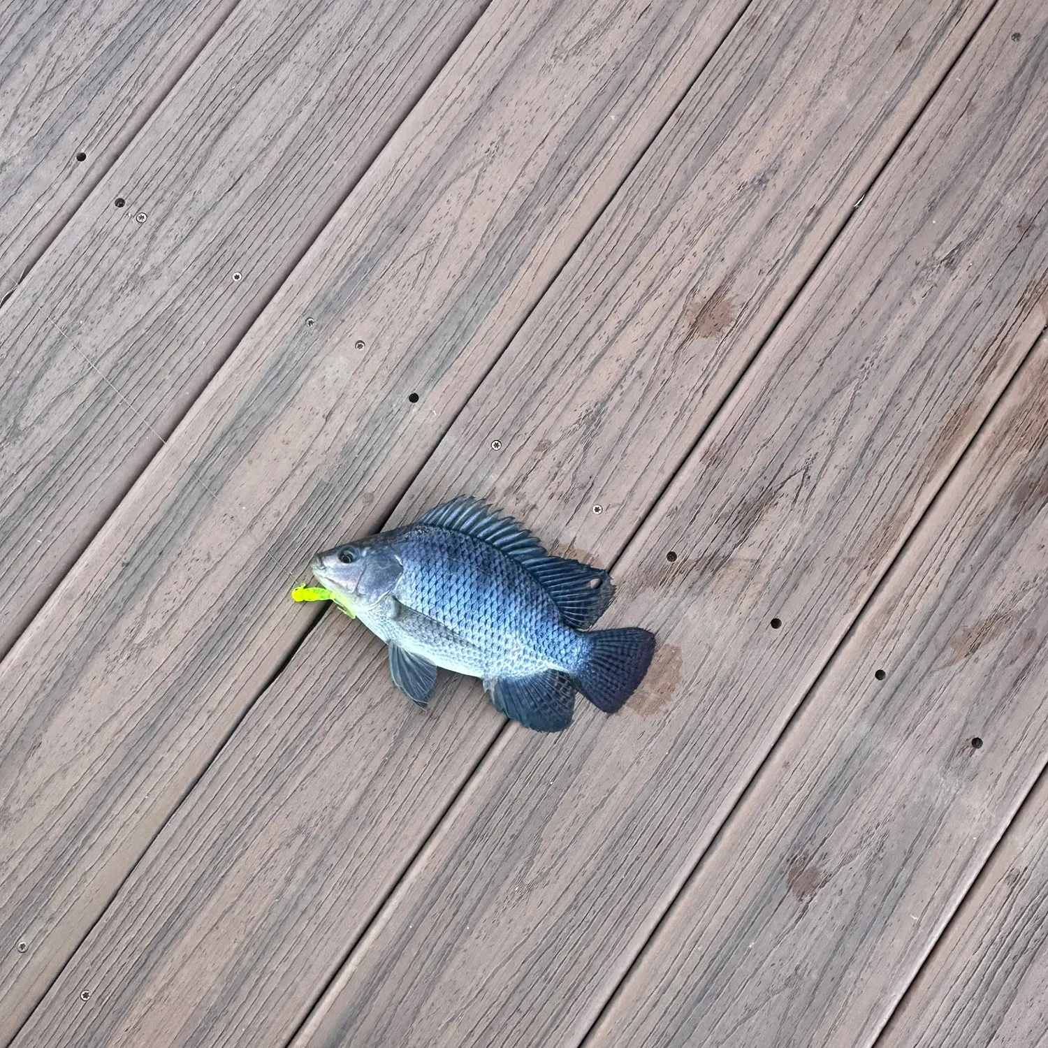 Blue tilapia caught on Fishbrain
