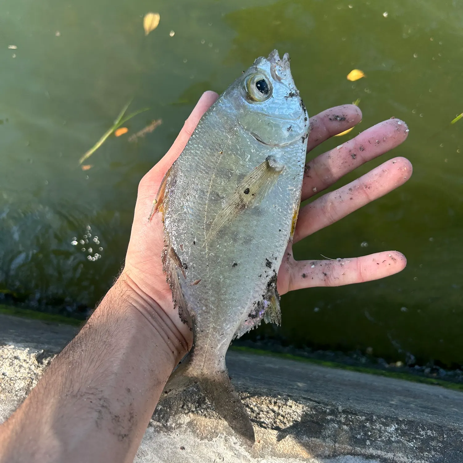 The most recent Silver jenny catches on Fishbrain