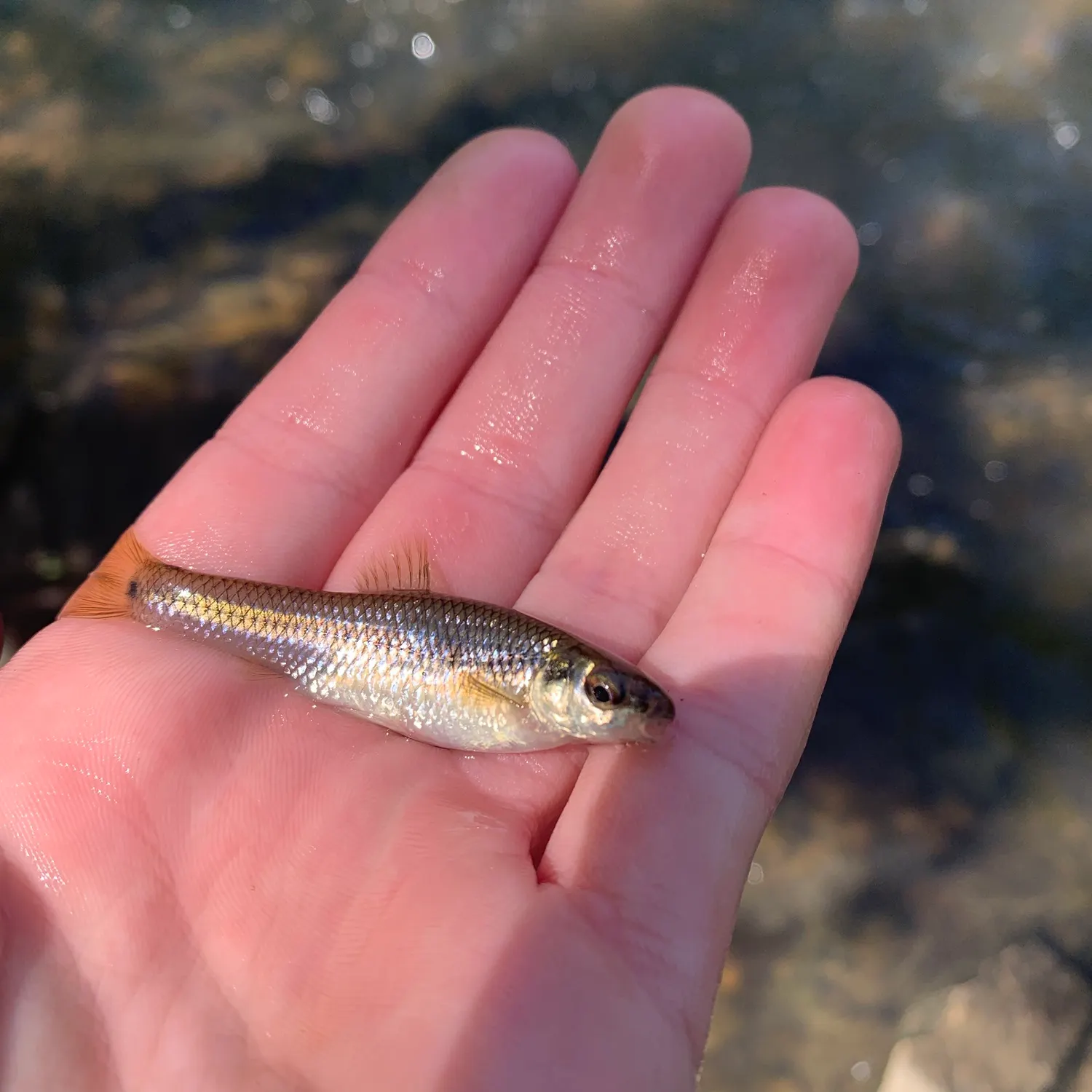 The most recent Bluntnose minnow catches on Fishbrain
