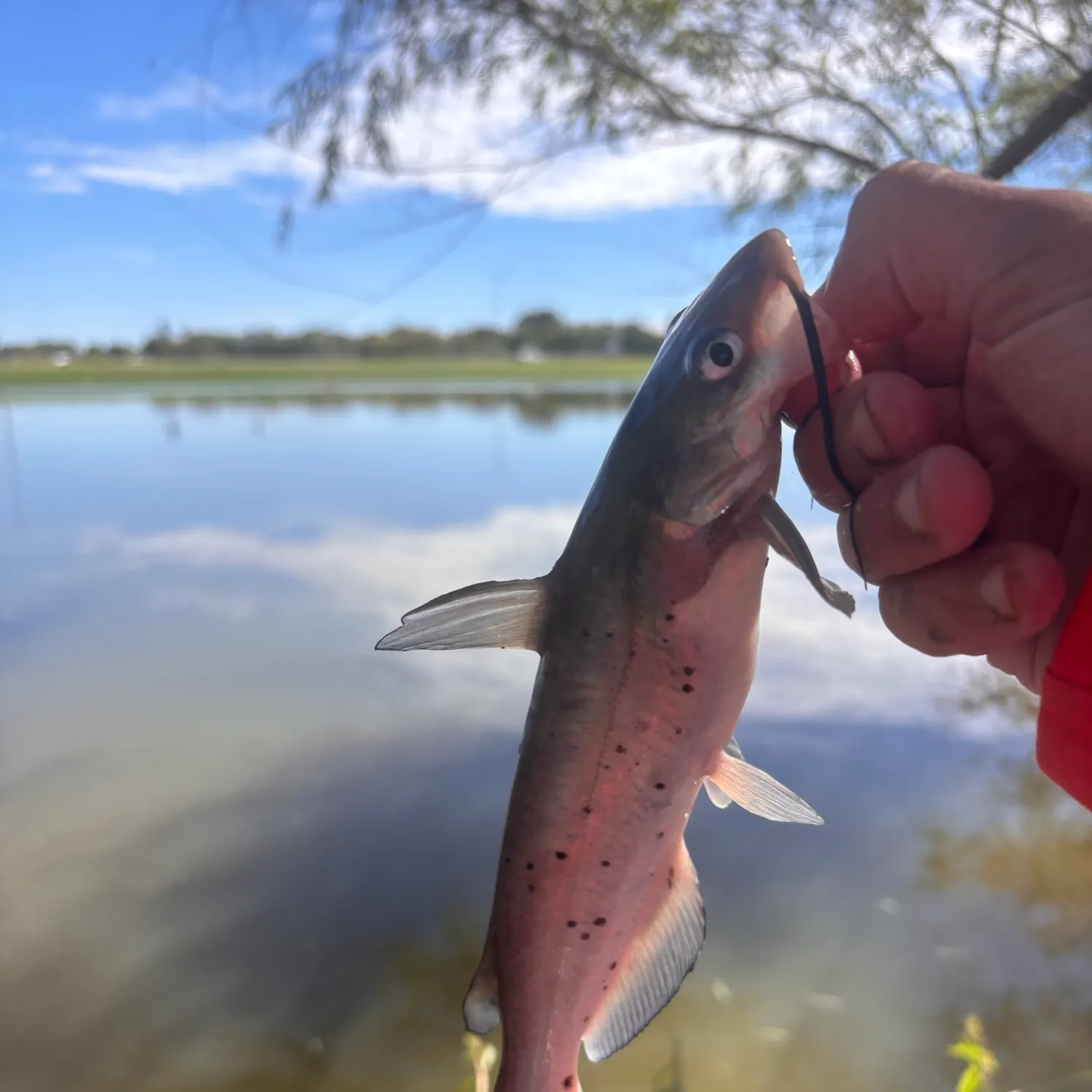 Channel catfish caught on Fishbrain