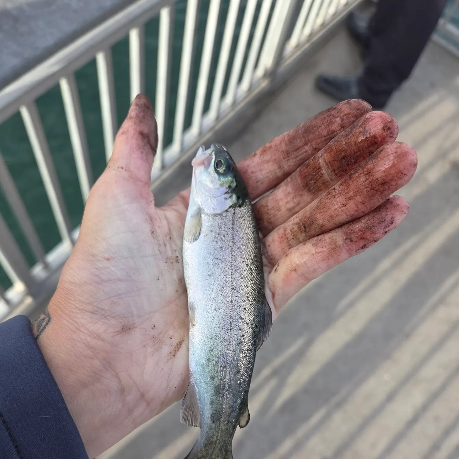 Rainbow trout caught on Fishbrain