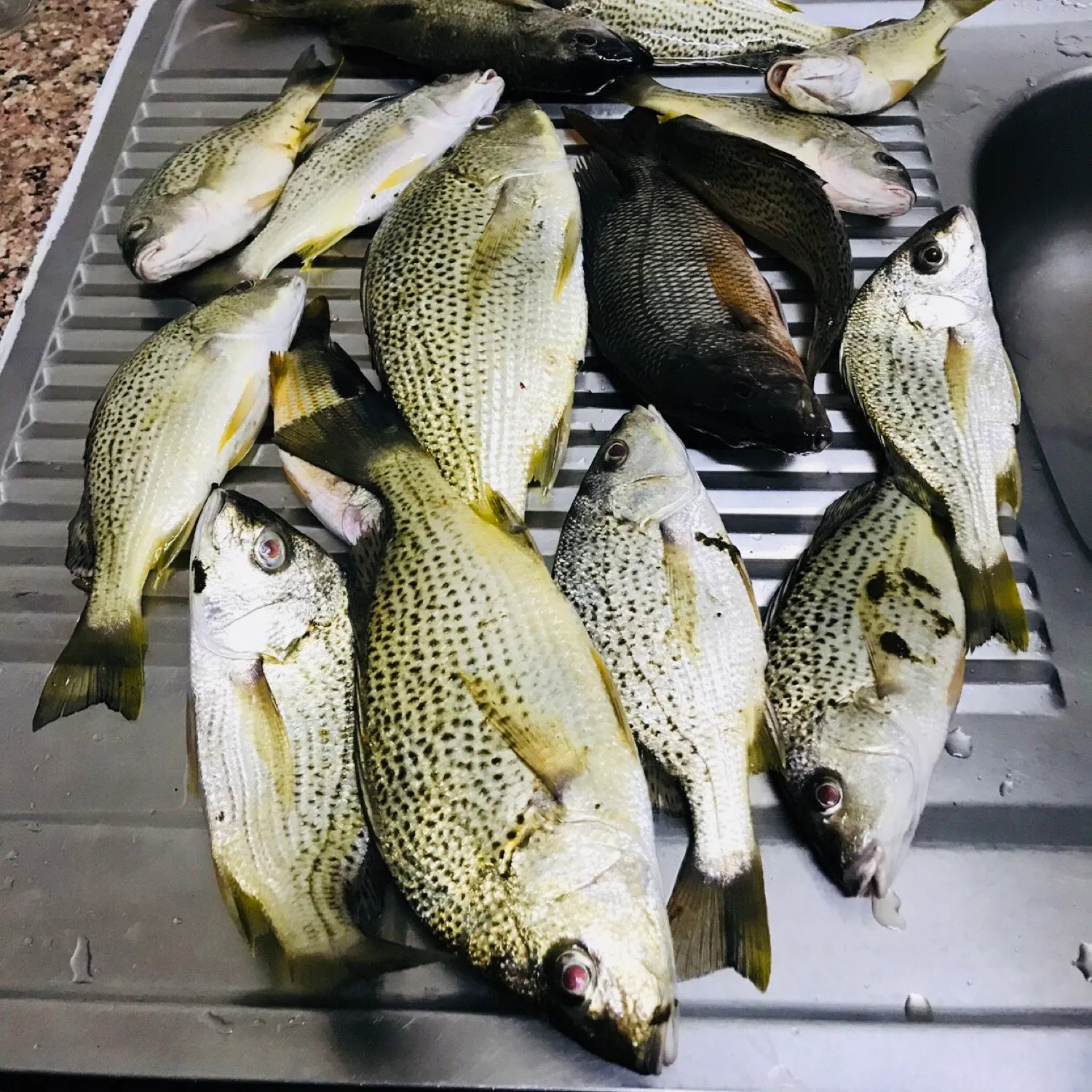 recently logged catches