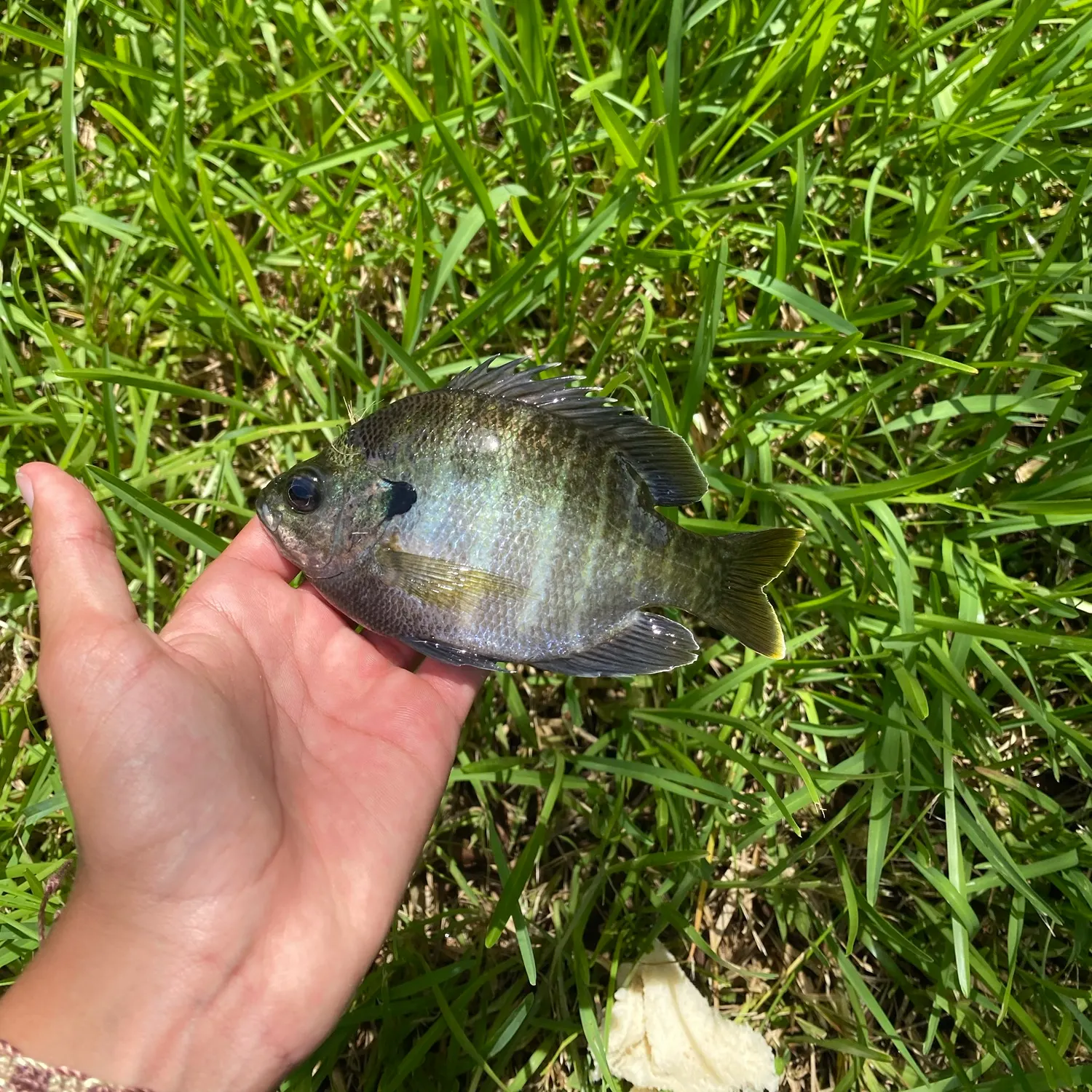 The most recent Bluegill catches on Fishbrain