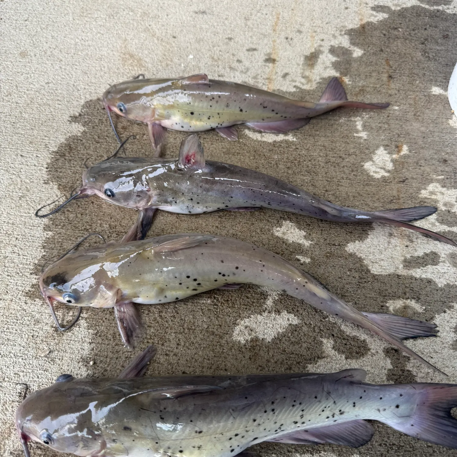 recently logged catches