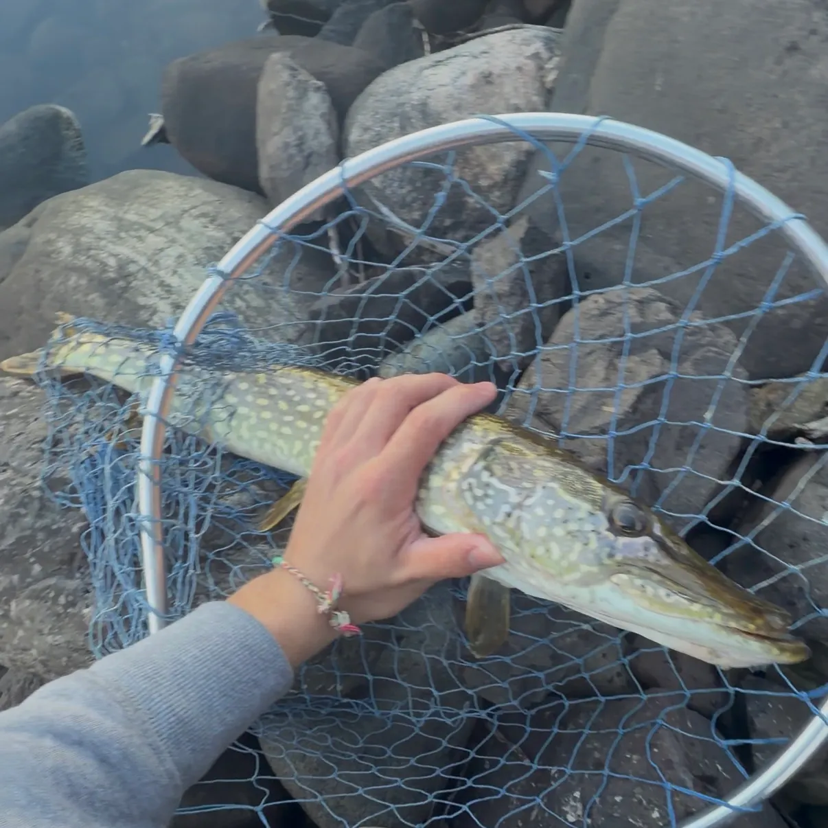 Northern pike caught on Fishbrain