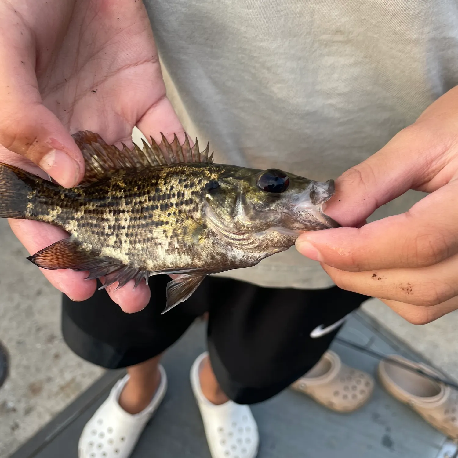 Rock bass caught on Fishbrain