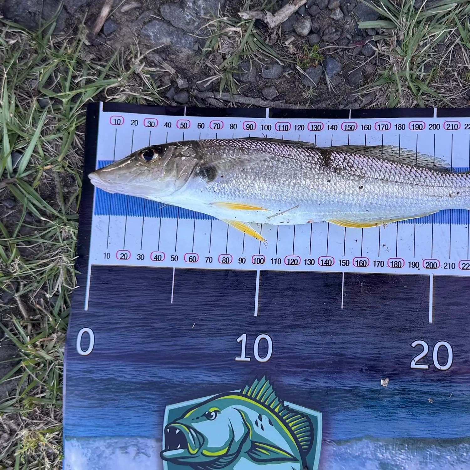 Sand sillago caught on Fishbrain