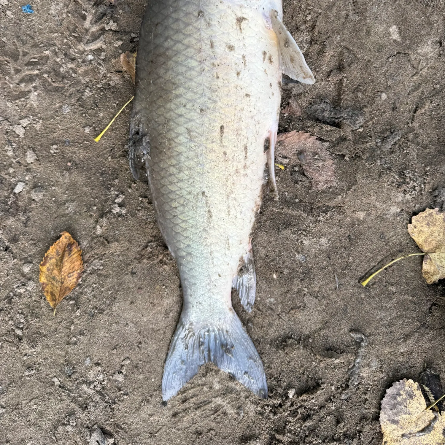 The most recent Bigmouth buffalo catches on Fishbrain