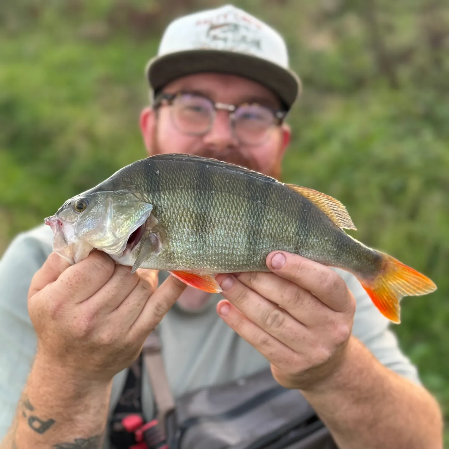 European perch caught on Fishbrain