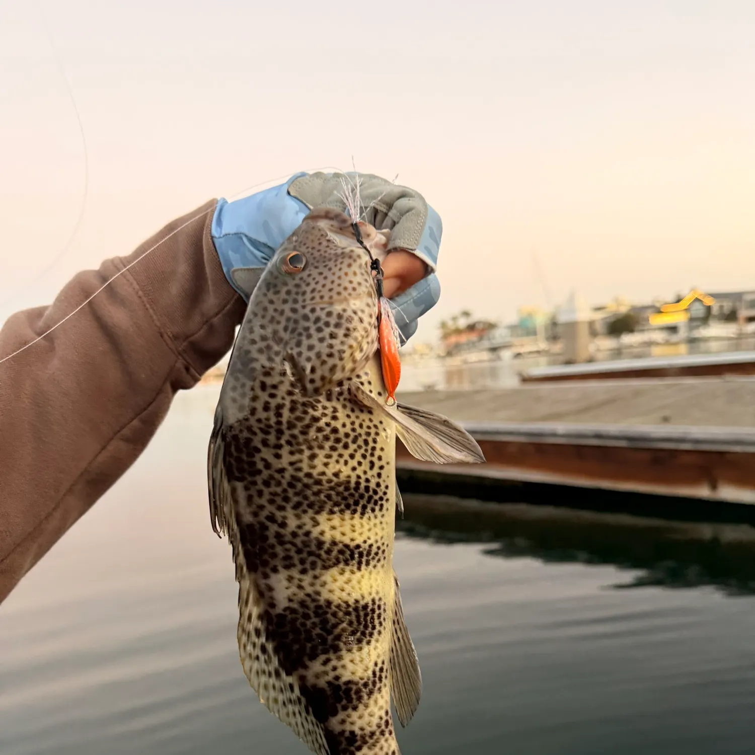 Spotted sand bass caught on Fishbrain
