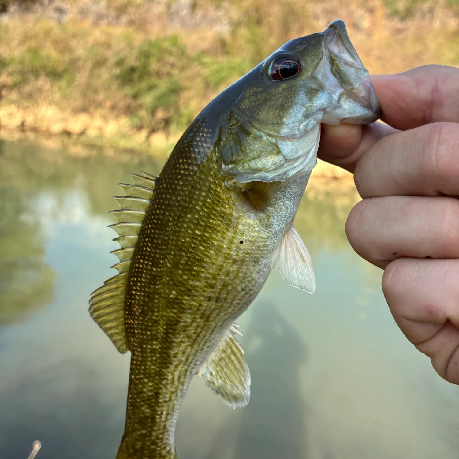Fish caught on Fishbrain