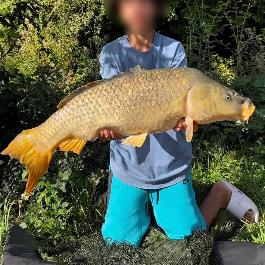 Common carp caught on Fishbrain