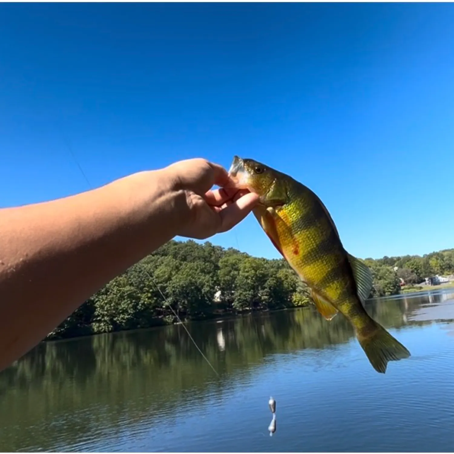 Yellow perch caught on Fishbrain