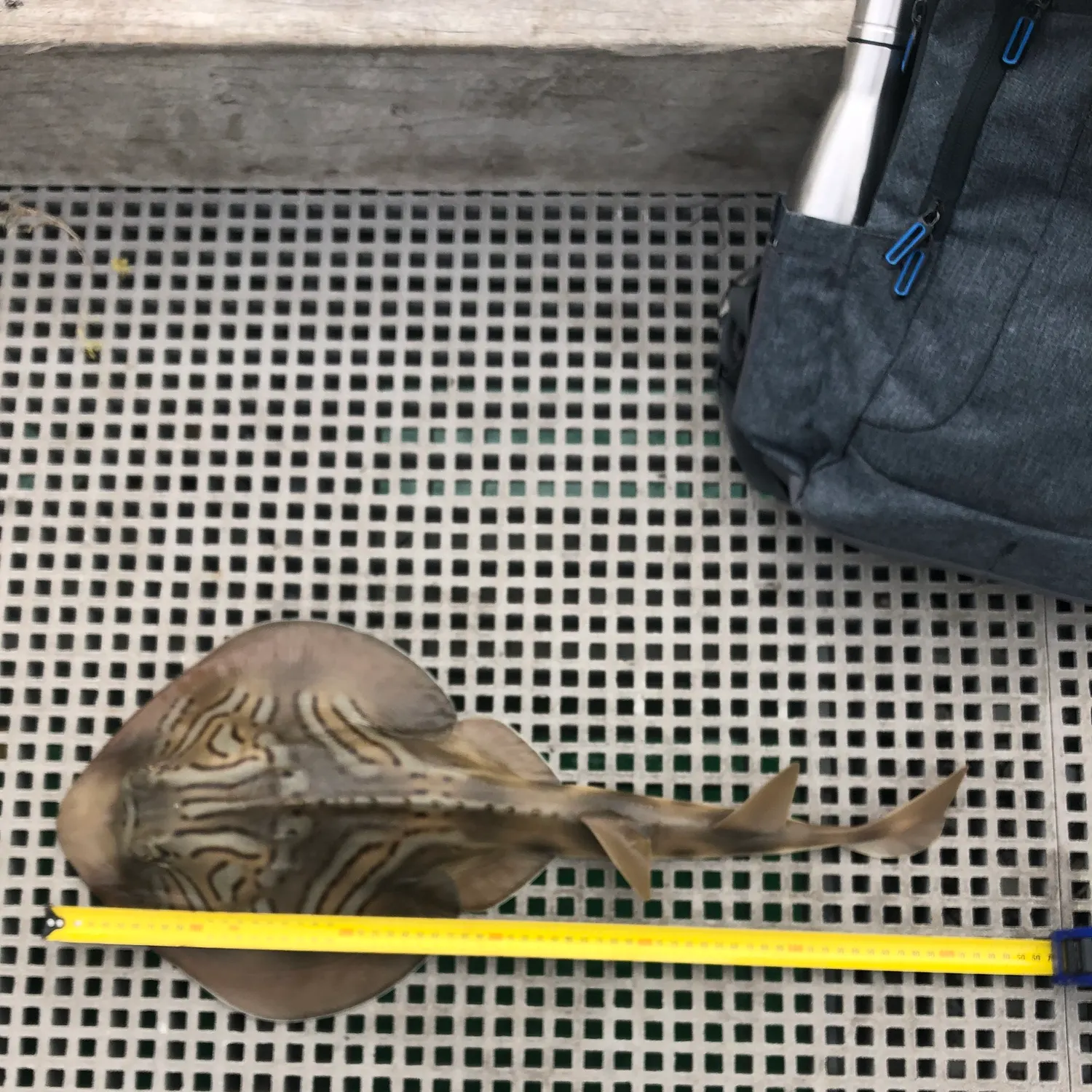 The most recent Southern fiddler catches on Fishbrain