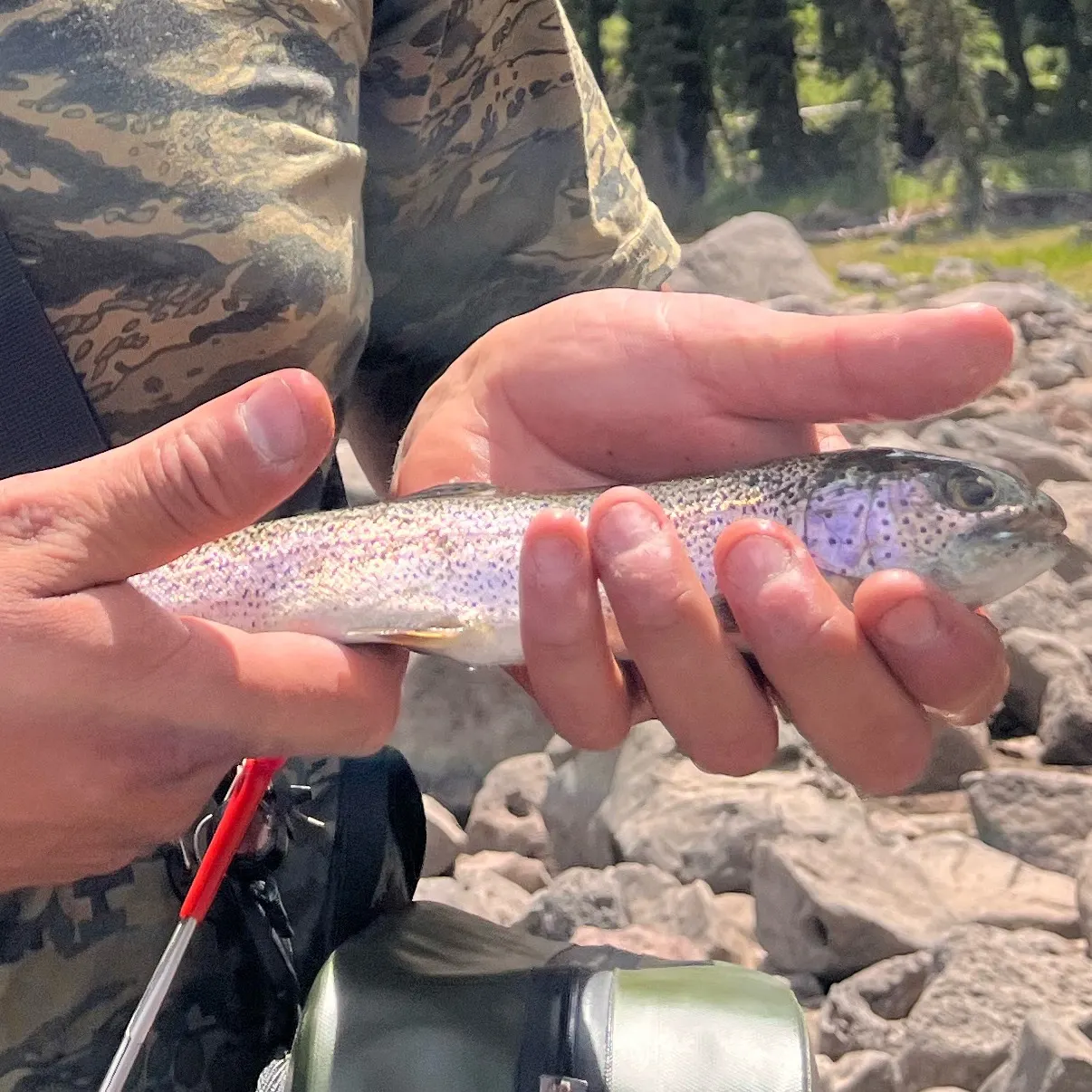The most recent Rainbow trout catches on Fishbrain