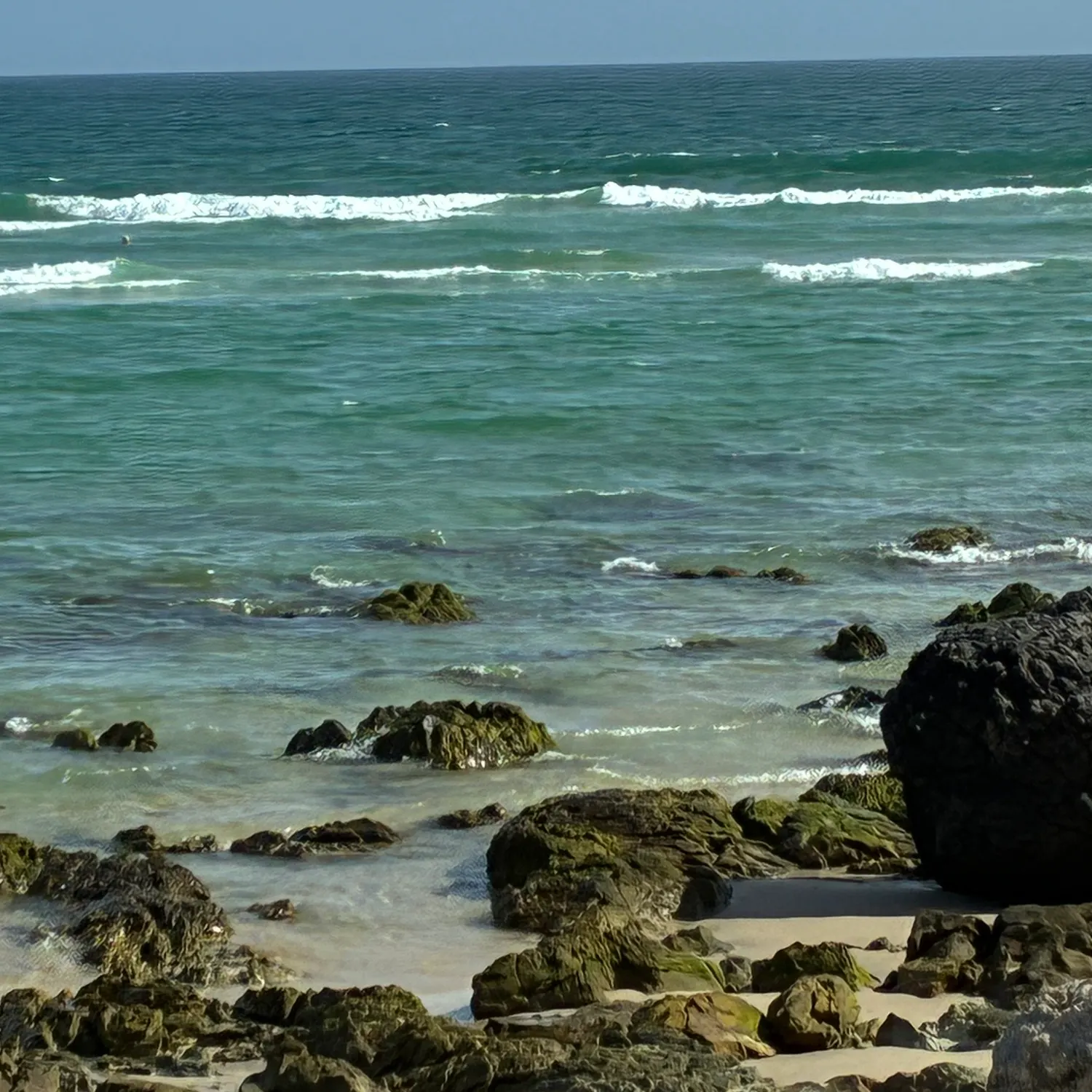 The most recent Narrow-barred Spanish mackerel catches on Fishbrain
