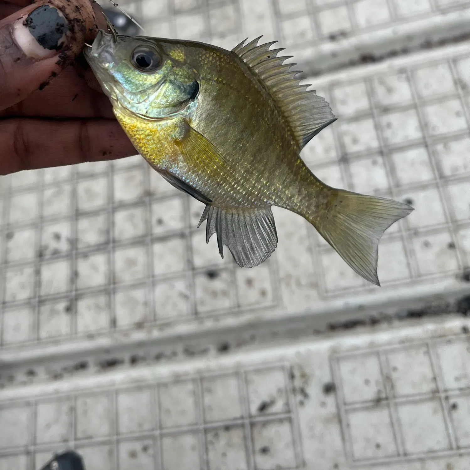 Bluegill caught on Fishbrain