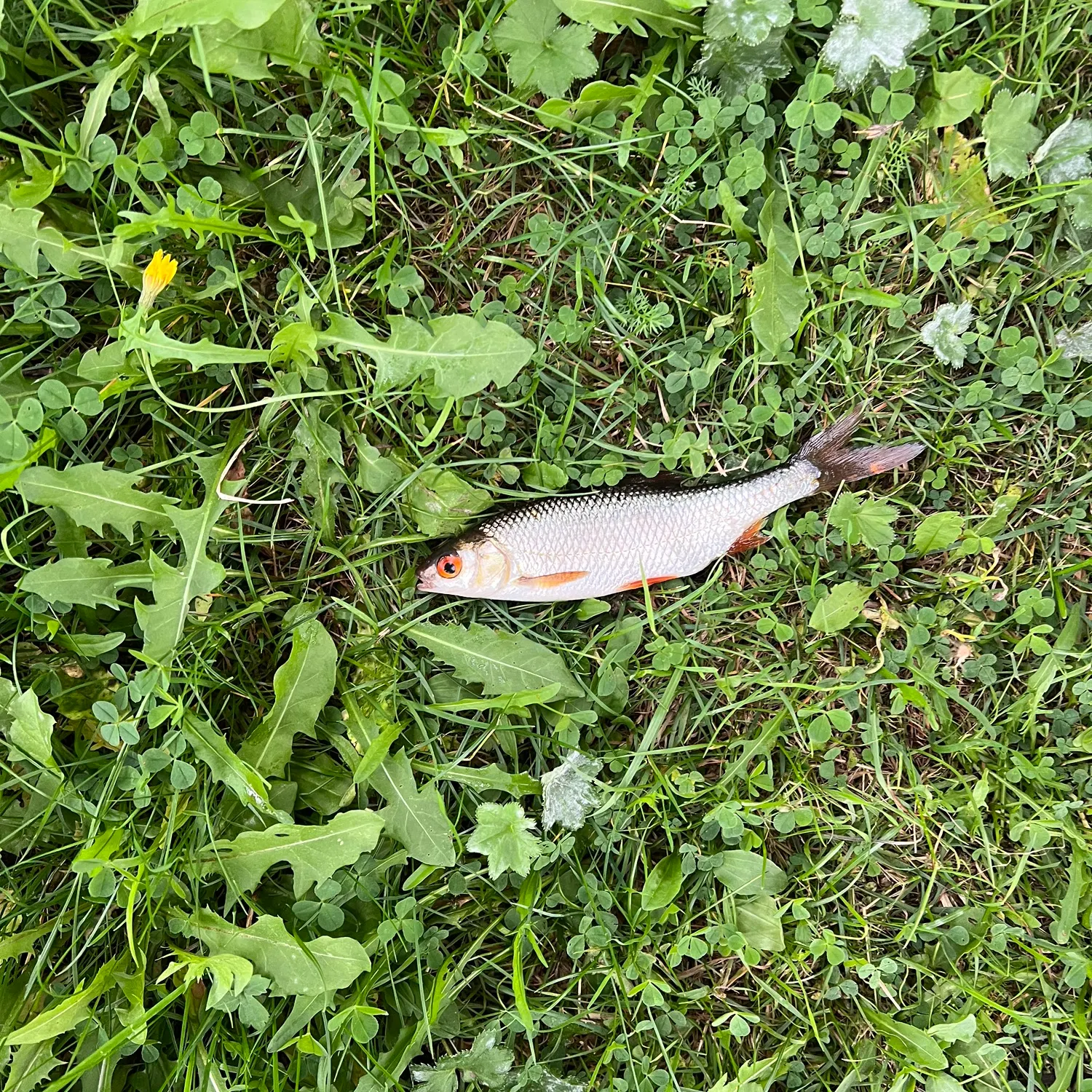 Common roach caught on Fishbrain