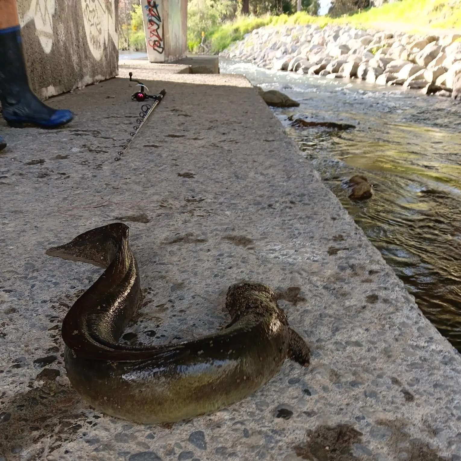 The most recent European eel catches on Fishbrain
