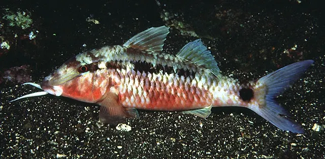 Dash-and-dot goatfish