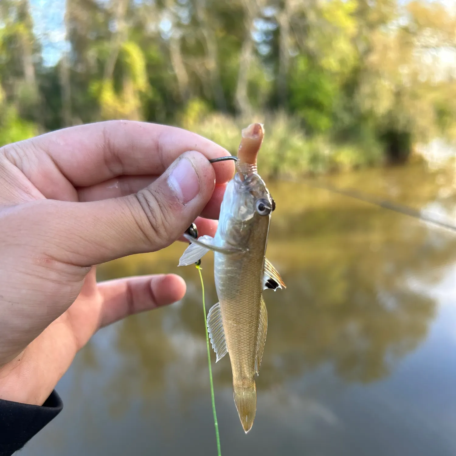 Round goby caught on Fishbrain