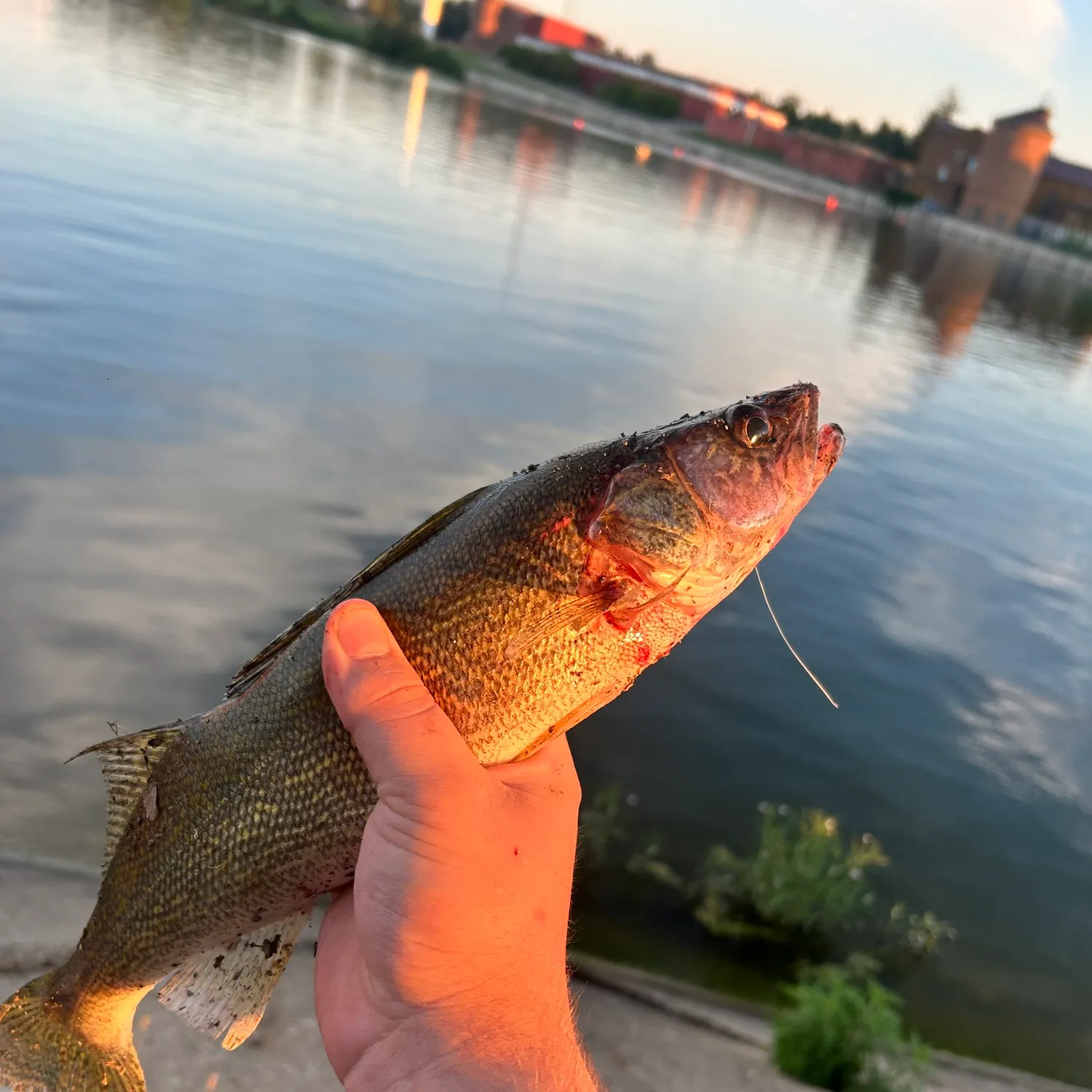catch