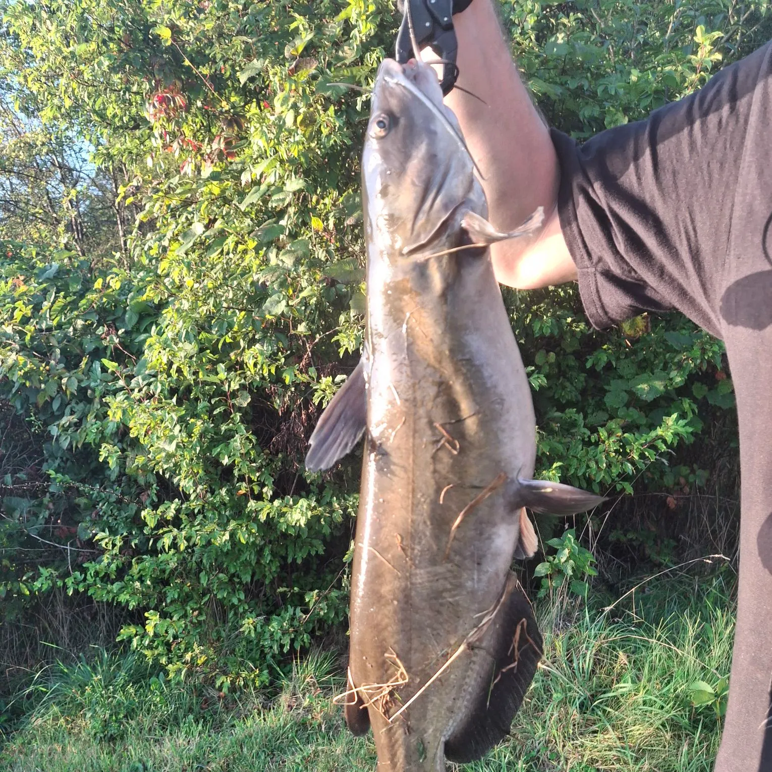Channel catfish caught on Fishbrain