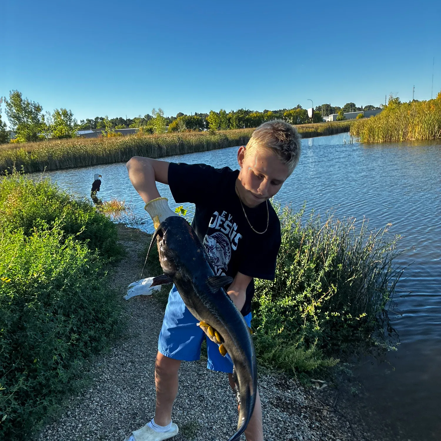 Channel catfish caught on Fishbrain