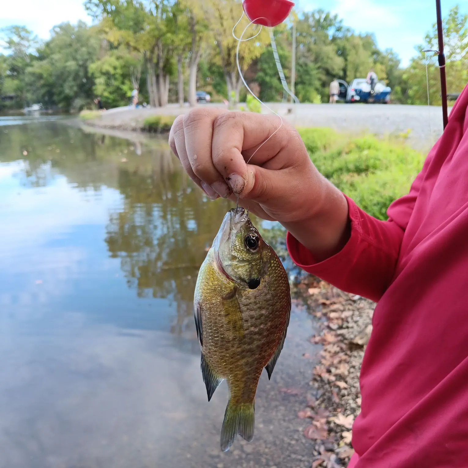 Bluegill caught on Fishbrain