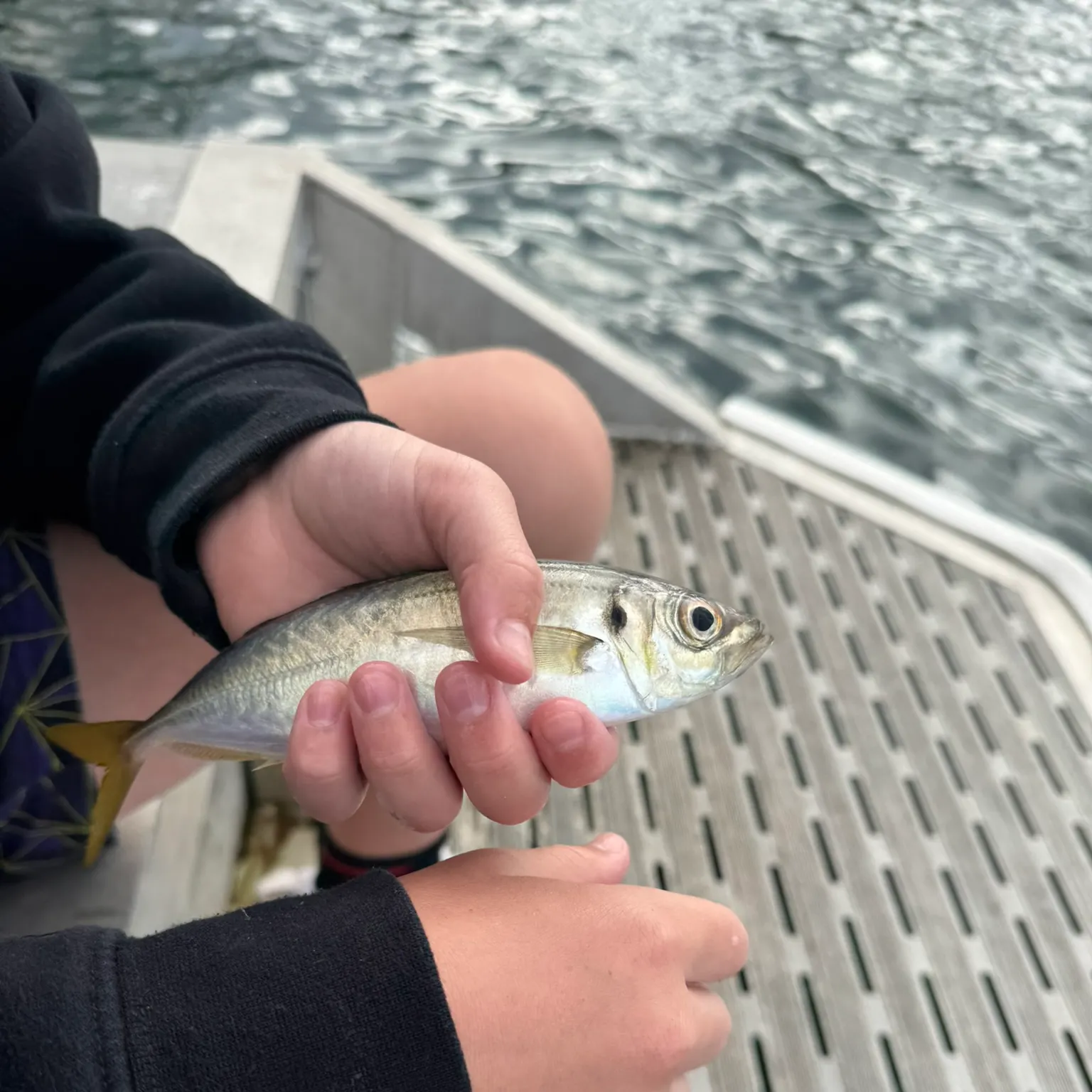 The most recent Yellowtail scad catches on Fishbrain