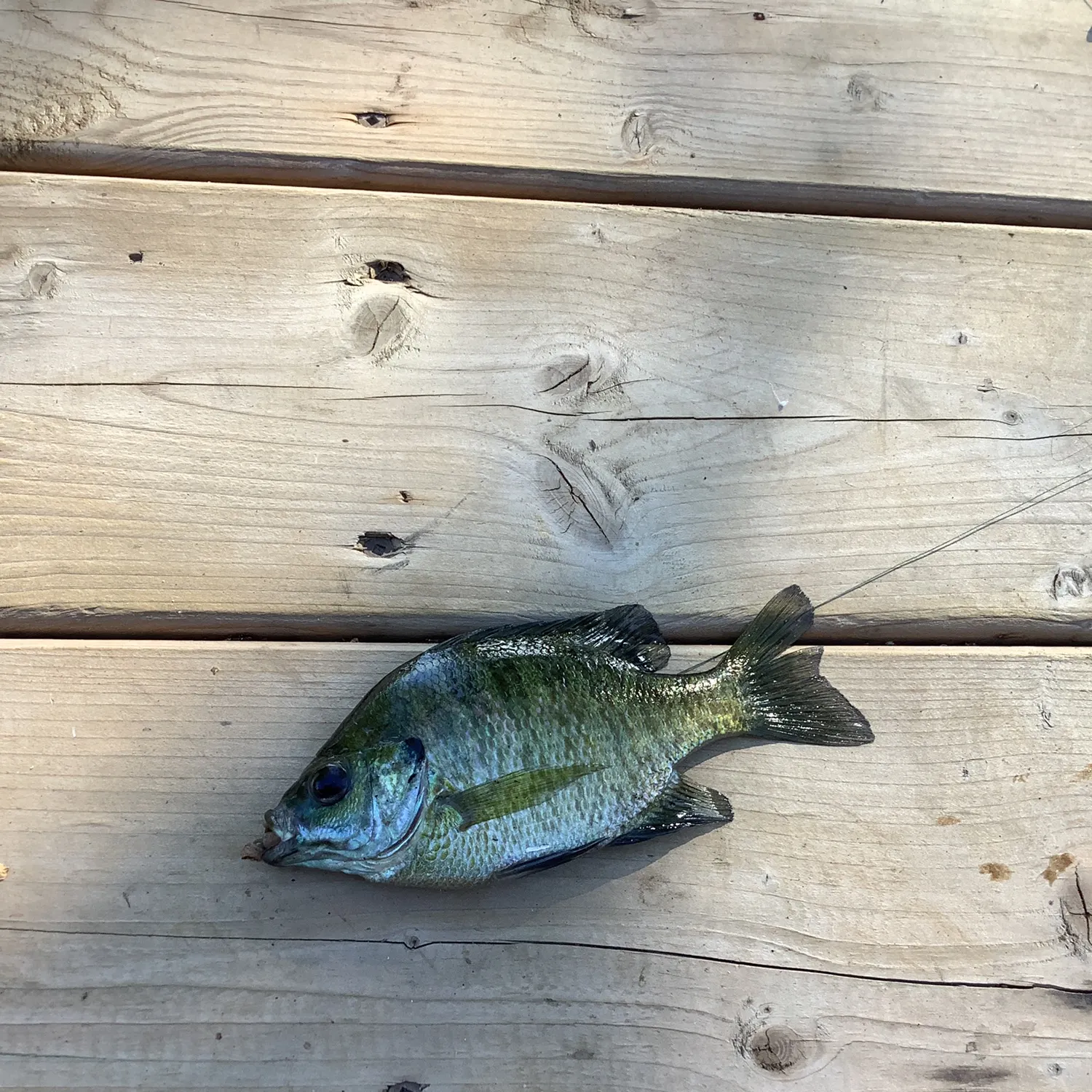 Bluegill caught on Fishbrain
