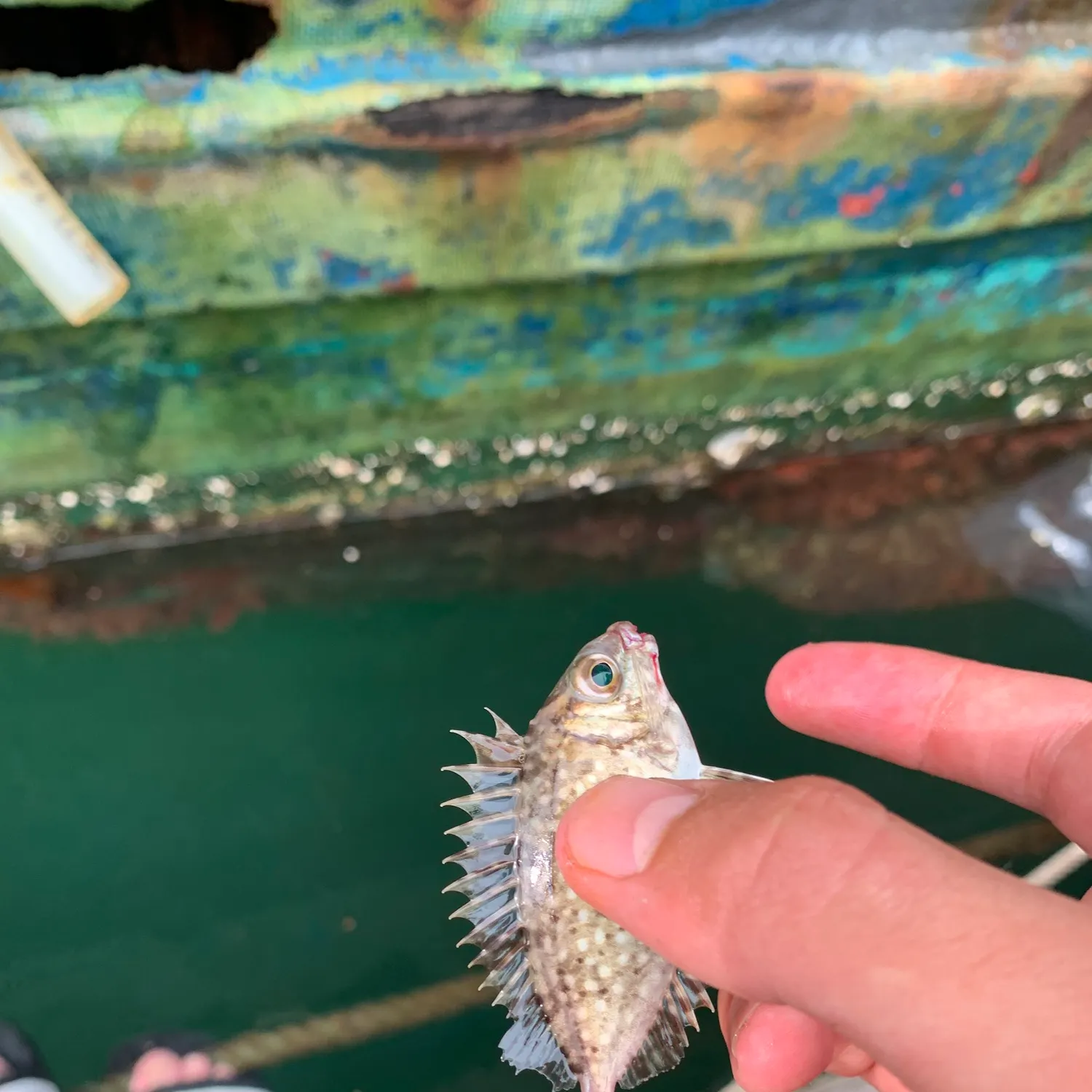 The most recent Mottled spinefoot catches on Fishbrain
