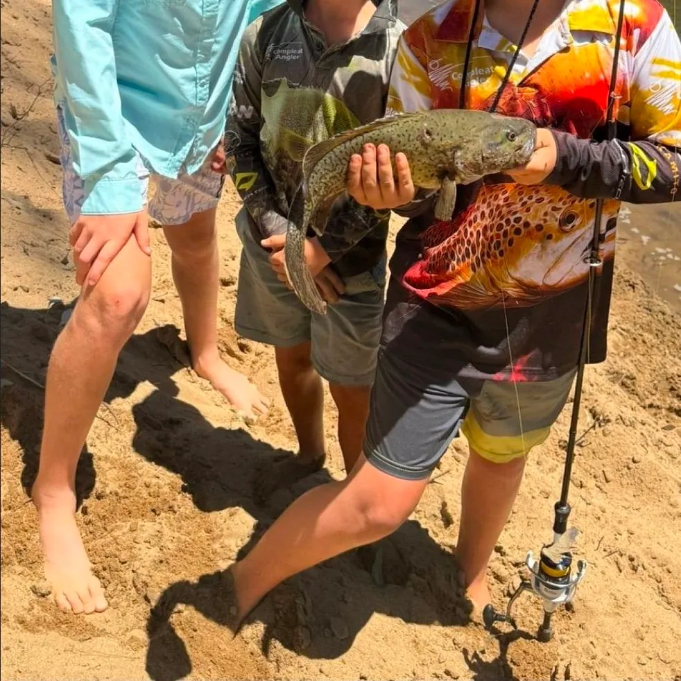 The most recent Trout cod catches on Fishbrain