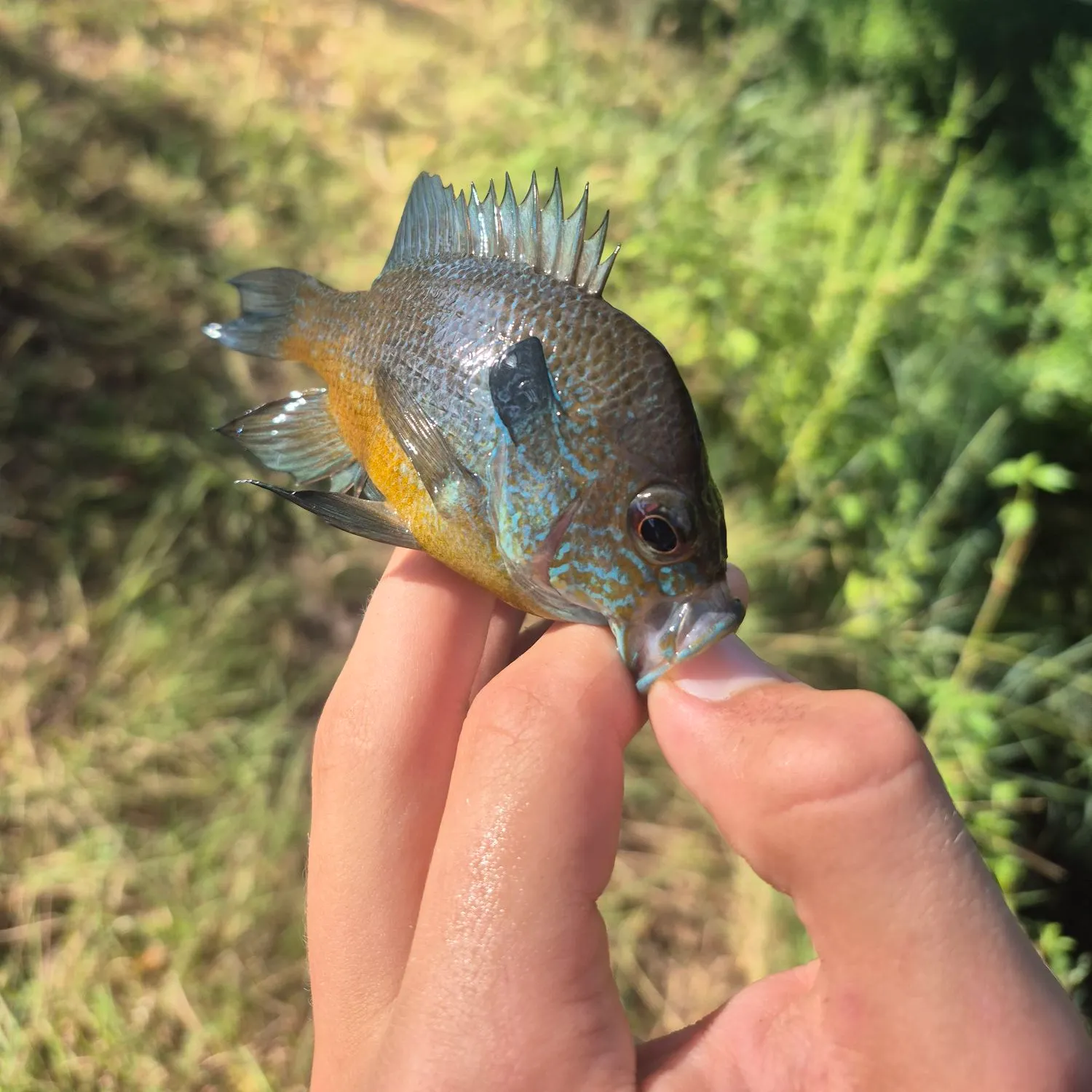 Longear sunfish caught on Fishbrain
