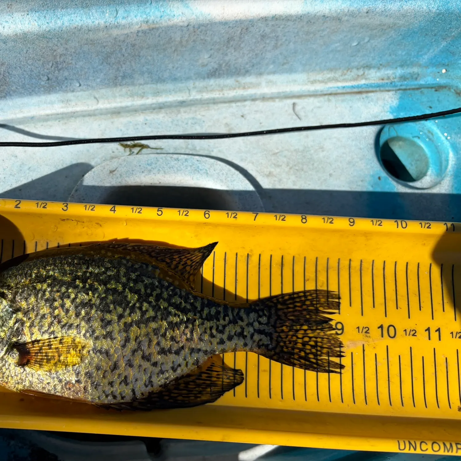 Black crappie caught on Fishbrain