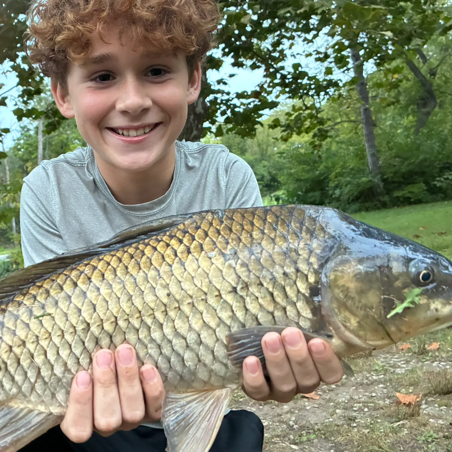 Common carp caught on Fishbrain