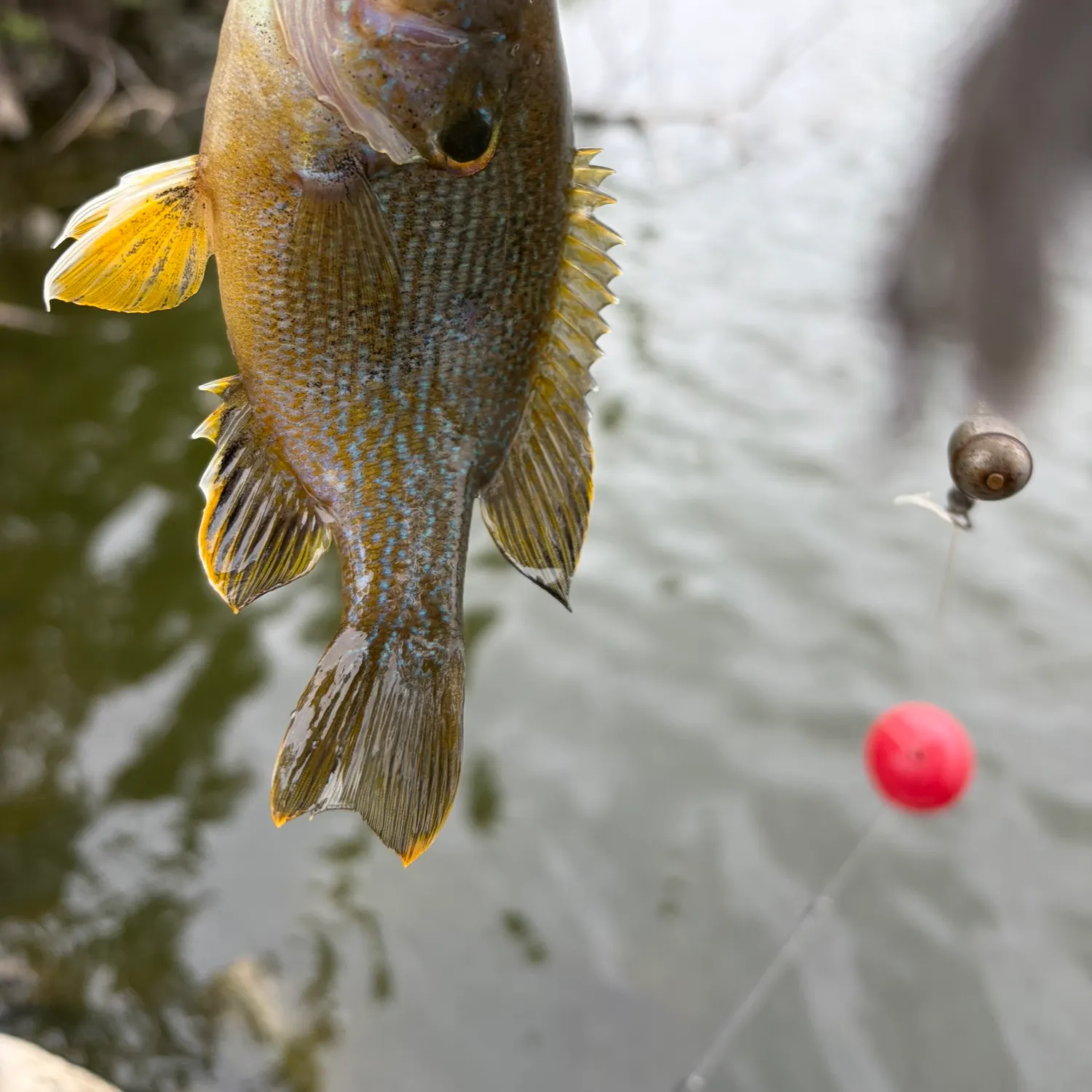 Green sunfish caught on Fishbrain